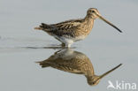 Common Snipe (Gallinago gallinago)