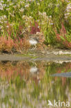 Common Snipe (Gallinago gallinago)