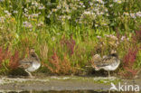 Watersnip (Gallinago gallinago) 