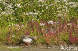 Common Snipe (Gallinago gallinago)