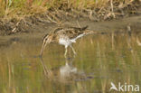 Common Snipe (Gallinago gallinago)