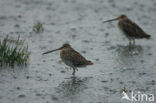 Common Snipe (Gallinago gallinago)