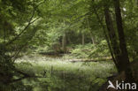 Waterviolet (Hottonia palustris)