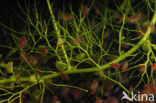 Watervlo (Daphnia pulex)