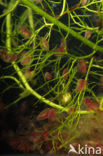 Watervlo (Daphnia pulex)