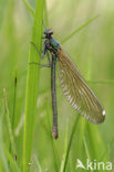 Weidebeekjuffer (Calopteryx splendens)