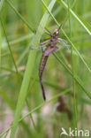 Banded Demoiselle (Calopteryx splendens)