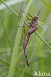 Weidebeekjuffer (Calopteryx splendens)