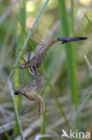 Banded Demoiselle (Calopteryx splendens)