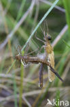 Banded Demoiselle (Calopteryx splendens)