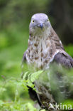Wespendief (Pernis apivorus)