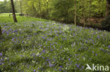 Bluebell (Scilla non-scripta)