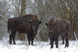 Wisent (Bison bonasus) 