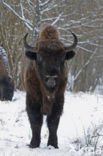 Wisent (Bison bonasus) 