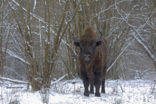 Wisent (Bison bonasus) 