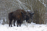 Wisent (Bison bonasus) 