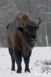 Wisent (Bison bonasus) 