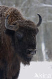 Wisent (Bison bonasus) 