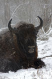 Wisent (Bison bonasus) 