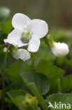 White Violet (Viola alba)