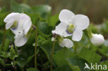 White Violet (Viola alba)