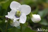 White Violet (Viola alba)