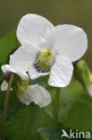 White Violet (Viola alba)