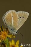 Damon Blue (Polyommatus damon)