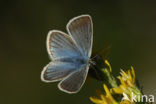 Witstreepblauwtje (Polyommatus damon)