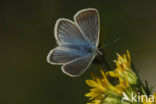 Witstreepblauwtje (Polyommatus damon)