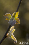 Witte abeel (Populus alba)