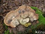 Witte bultzwam (Trametes gibbosa)