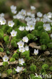 Wood-sorrel (Oxalis acetosella)