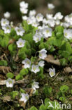 Witte klaverzuring (Oxalis acetosella)