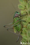 Wrattenbijter (Decticus verrucivorus) 