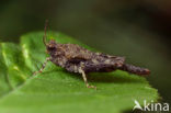 Cepero’s Ground-hopper (Tetrix ceperoi)