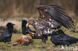 White-tailed Sea Eagle (Haliaeetus albicilla)