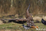 Zeearend (Haliaeetus albicilla)