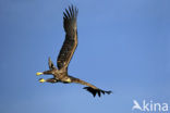 Zeearend (Haliaeetus albicilla)