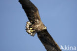 Zeearend (Haliaeetus albicilla)