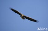 Zeearend (Haliaeetus albicilla)