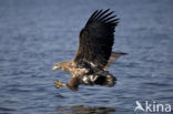 White-tailed Sea Eagle (Haliaeetus albicilla)