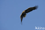 Zeearend (Haliaeetus albicilla)