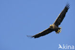 Zeearend (Haliaeetus albicilla)