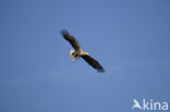 White-tailed Sea Eagle (Haliaeetus albicilla)