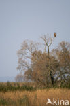 Zeearend (Haliaeetus albicilla)