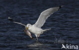 Zilvermeeuw (Larus argentatus)