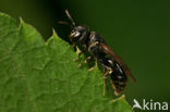 Zompmaskerbij (Hylaeus gredleri)