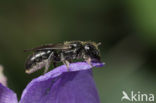 Zuidelijke klokjesbij (Chelostoma distinctum) 