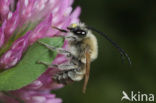 Zuidelijke langhoornbij (Eucera nigrescens) 